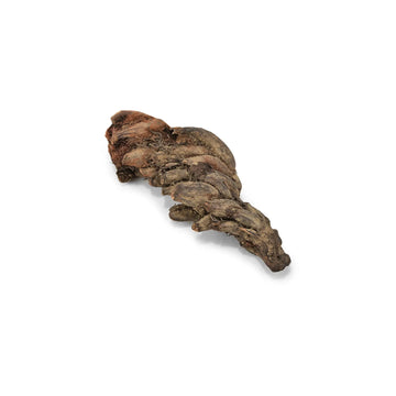 pujashree-jatashankari