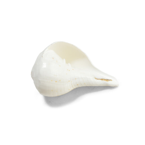 Blowing Shankh Small 1 Pcs