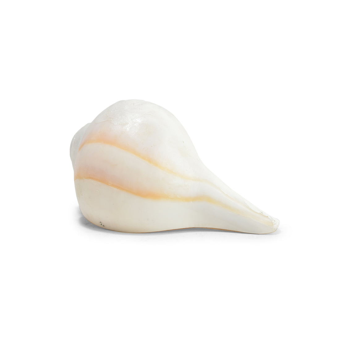 Pujashree Blowing Shankh Medium 1 Pc