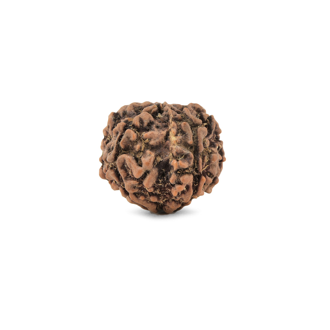 Pujashree Panchmukhi Rudraksh Single Bead