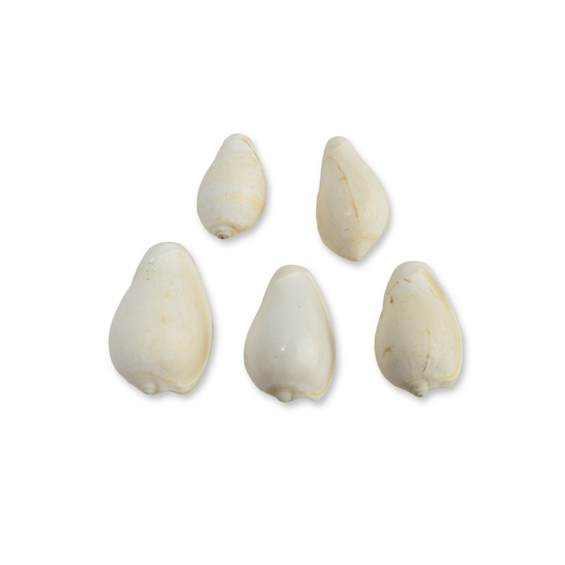 Pujashree Vishnu Kauri 5 Pcs