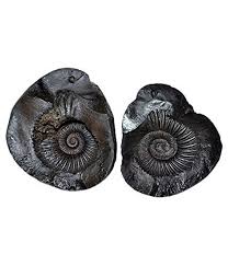 Shree Sudarshan Shaligram